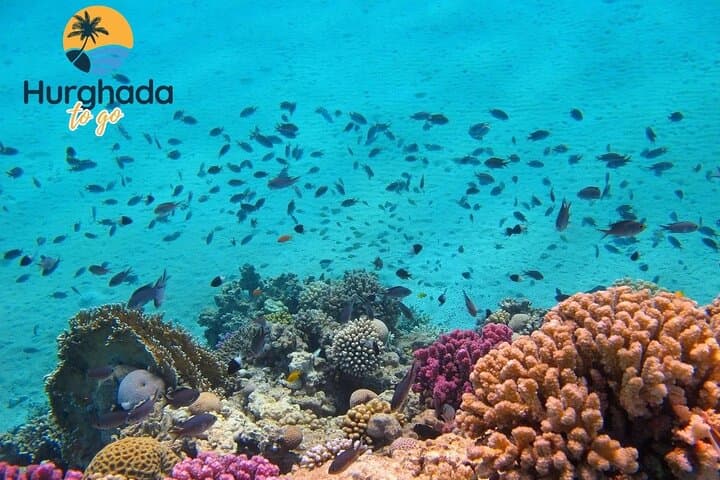 Bianca Island Utopia: Full-Day All-Inclusive Red Sea Snorkeling Trip from Hurghada photo 5