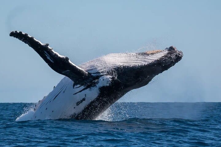 Olowalu Kayak and Snorkel: West Maui Turtle Reef & Whale Watch Adventure photo 2