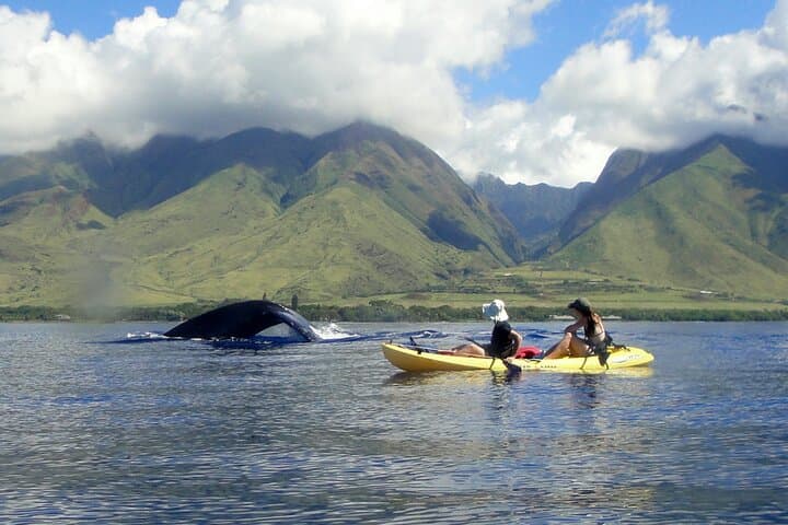 Olowalu Kayak and Snorkel: West Maui Turtle Reef & Whale Watch Adventure photo 3