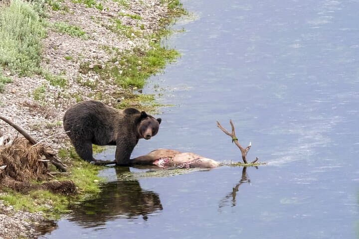 Yellowstone Lower Loop Safari from Jackson Hole — Full-Day Geysers & Wildlife photo 2
