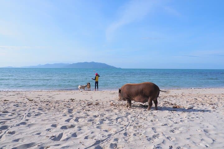 Koh Tan and Pig Island Tour with Sunset Cruise from Koh Samui photo 5