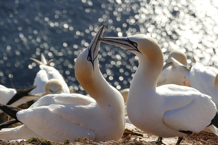 Muriwai Gannet Colony Private Half-Day Wildlife Tour - Auckland West Coast Viewing