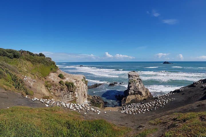 Muriwai Gannet Colony Private Half-Day Wildlife Tour - Auckland West Coast Viewing photo 2