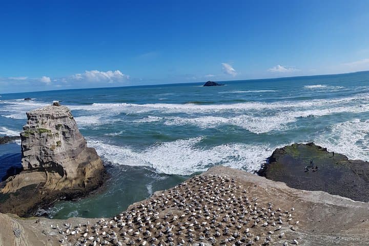 Muriwai Gannet Colony Private Half-Day Wildlife Tour - Auckland West Coast Viewing photo 4