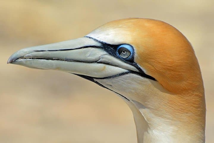 Muriwai Gannet Colony Private Half-Day Wildlife Tour - Auckland West Coast Viewing photo 3
