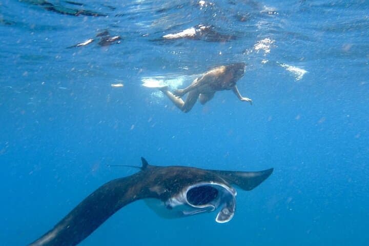 Lembongan Snorkeling & Island Tour — Manta Rays, Reefs & Scenic Cliffs photo 2