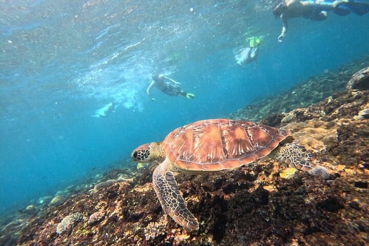 Lembongan Snorkeling & Island Tour — Manta Rays, Reefs & Scenic Cliffs photo 5