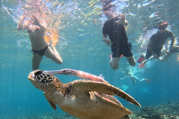 Manta Ray Snorkeling from Bali — Nusa Lembongan & Nusa Penida Day Trip