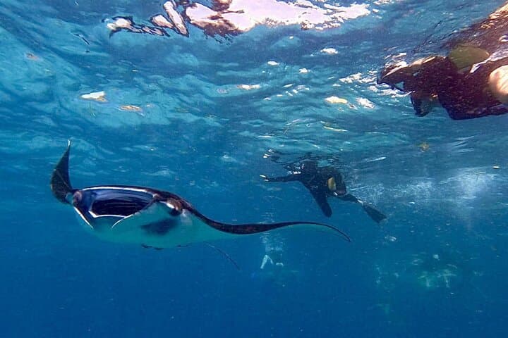 Manta Ray Snorkeling from Bali — Nusa Lembongan & Nusa Penida Day Trip photo 4
