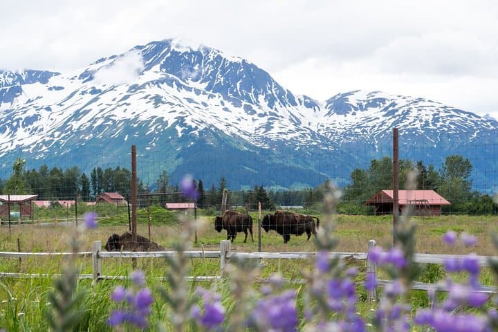 Anchorage to Homer Self-Guided Audio Drive on the Sterling Highway photo 2