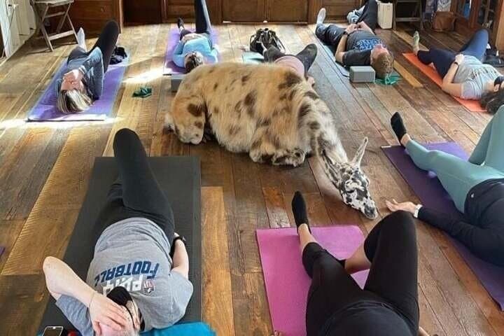 Llama Yoga at the Bamboo Barn — Animal-Assisted Yoga Near Atlanta