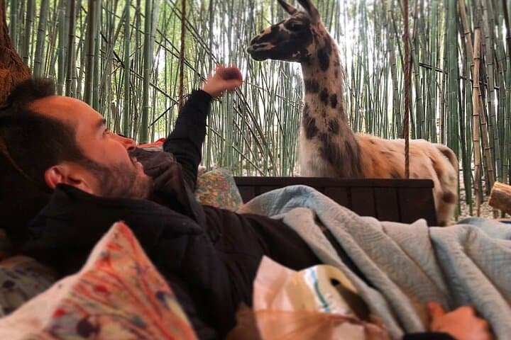 Llama Yoga at the Bamboo Barn — Animal-Assisted Yoga Near Atlanta photo 2