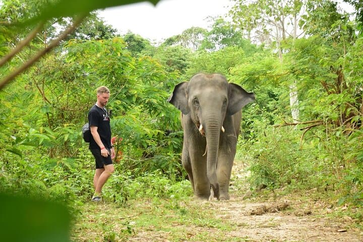 Phuket Ethical Elephant Sanctuary: Half-Day Nature Walk and Care Experience