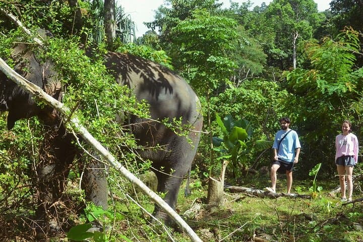 Phuket Ethical Elephant Sanctuary: Half-Day Nature Walk and Care Experience photo 6