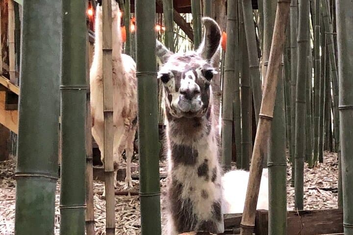Meet the Fuzz Krew: Llama, Alpaca & Guanaco Experience Near Atlanta