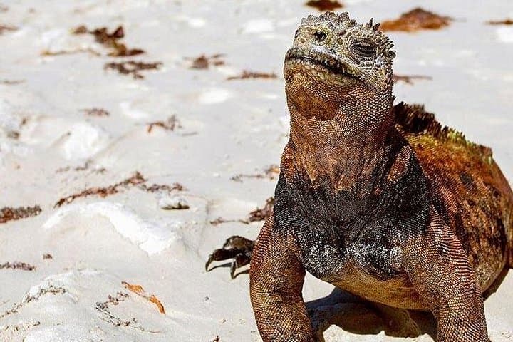 Galapagos Intensive Premium: 6-Day Wildlife & Snorkel Adventure Across 3 Islands photo 3
