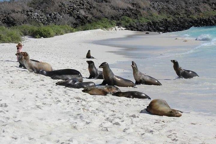 Galapagos Intensive Premium: 6-Day Wildlife & Snorkel Adventure Across 3 Islands photo 4