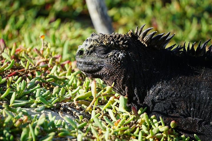 Galapagos Intensive Premium: 6-Day Wildlife & Snorkel Adventure Across 3 Islands photo 1