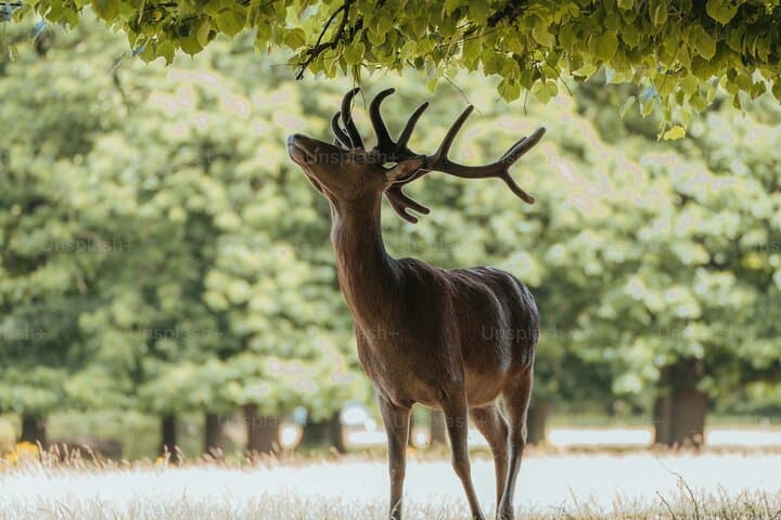 Private Nara, Osaka & Katsuo-ji Day Tour: Deer, Castles & Temples