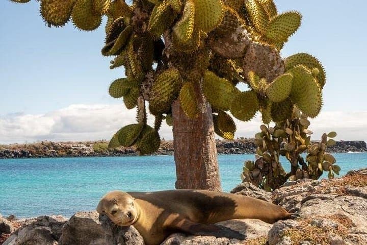 Premium Daily Snorkel and Catch-and-Release Tour to Santa Fe Island photo 1