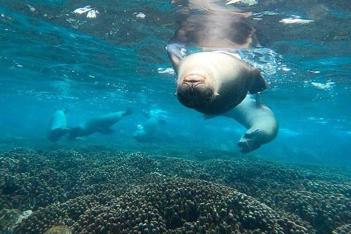 Premium Daily Snorkel and Catch-and-Release Tour to Santa Fe Island photo 3