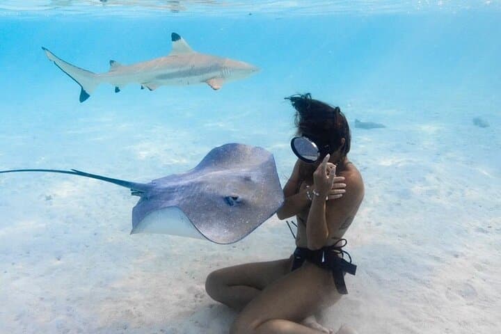 Moorea Sunset Shark and Ray Encounter: Small-Group Lagoon Excursion photo 2