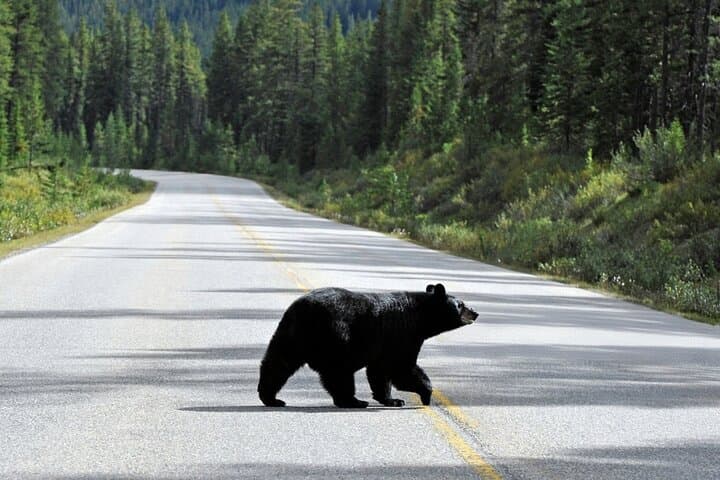 Golden Hour Wildlife: Banff Evening Viewing & Sunset Tour