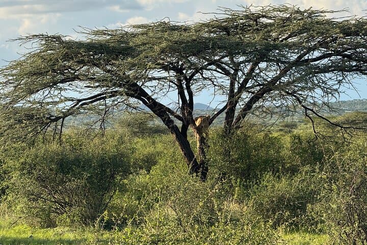 8-Day Kenya & Tanzania Great Wildebeest Migration Safari photo 5