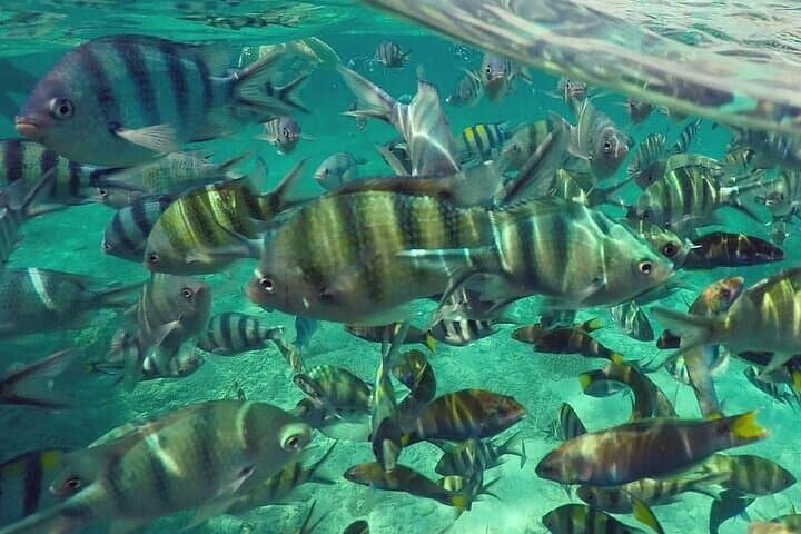 Payar Island Snorkeling & Diving Expedition from Langkawi — Day Trip to Pulau Payar Marine Park photo 3