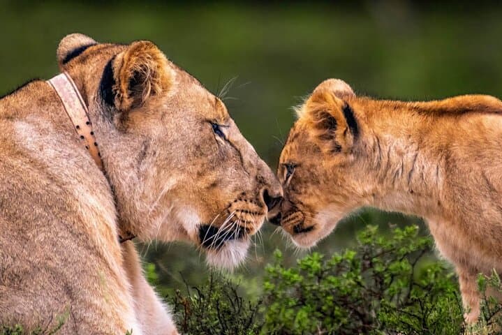 Port Elizabeth Half-Day Private Game Reserve Safari - Big Five & Traditional Lunch photo 1