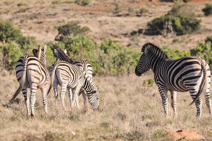 Port Elizabeth Half-Day Private Game Reserve Safari - Big Five & Traditional Lunch photo 4