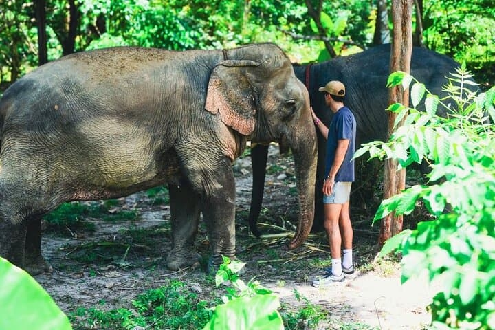 Phuket Ethical Elephant Sanctuary: Half-Day Nature Walk and Care Experience photo 4