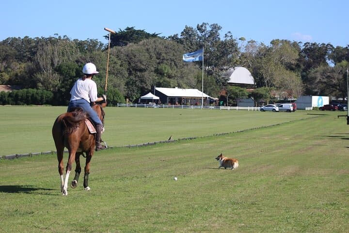 Polo Lessons in Mar del Plata: Learn Argentine Polo at Parque Camet photo 4