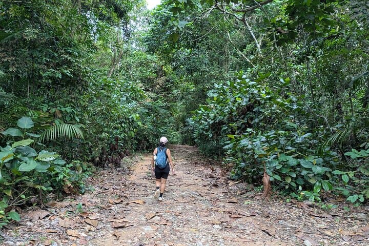 Bukit Brown to MacRitchie: Jungle and Heritage Walk in Singapore