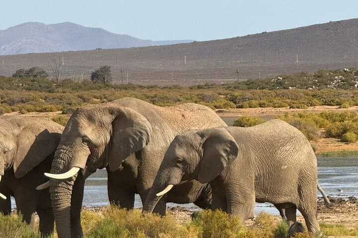 Aquila Game Reserve: Big Five Sunset Safari with Swimming from Cape Town photo 2