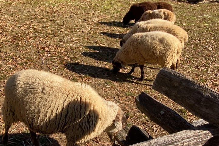 Private Mount Vernon Tour: Exclusive George Washington Estate Visit from Alexandria photo 4
