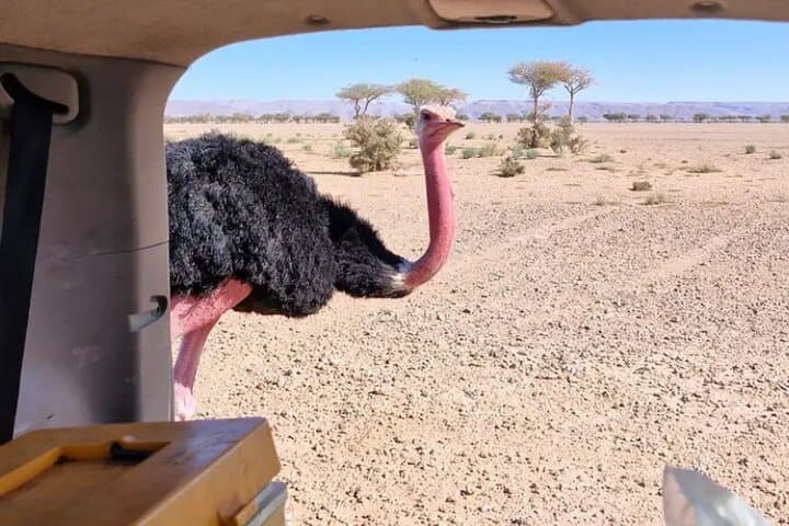 Private 2-Day Sahara Safari from Zagora to Erg Chigaga: Dunes, Camels & Berber Camp photo 4