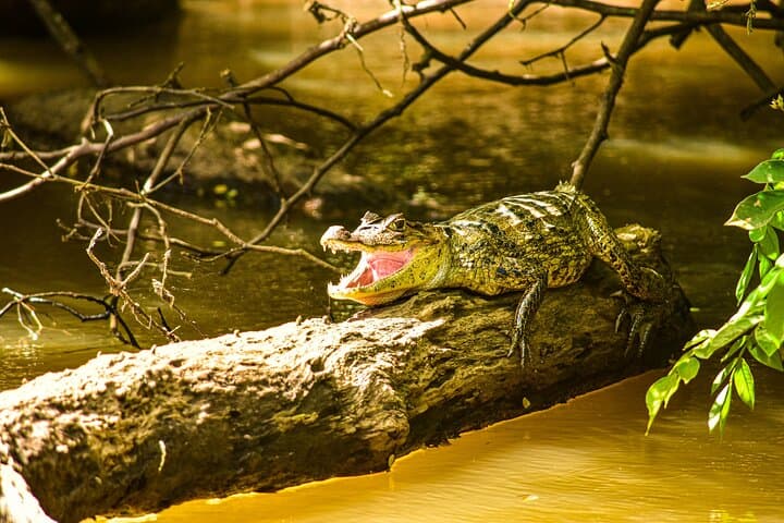 Caño Negro Wildlife Boat Safari from La Fortuna — Full-Day Río Frío Boat Tour photo 2
