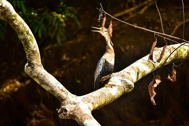 Caño Negro Wildlife Boat Safari from La Fortuna — Full-Day Río Frío Boat Tour photo 6