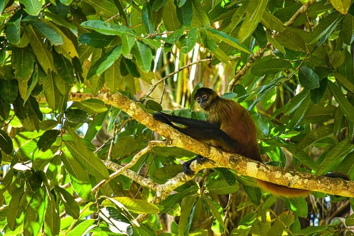 Caño Negro Wildlife Boat Safari from La Fortuna — Full-Day Río Frío Boat Tour photo 3