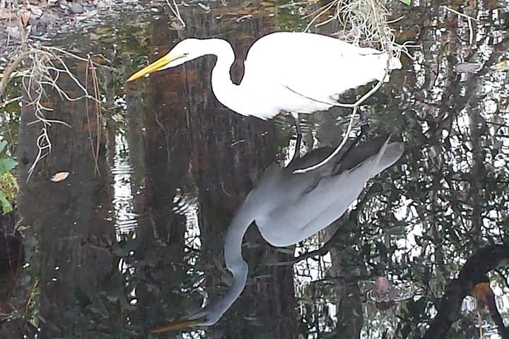 Mt. Dora Canal Boat Tour and Lunch: Scenic Cruise From Lake Harris to Mount Dora