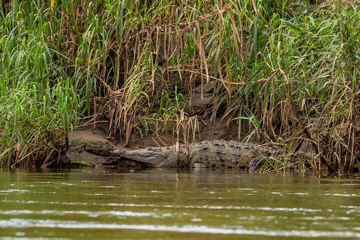 Peñas Blancas River Safari: Half-Day Wildlife Float from La Fortuna photo 3
