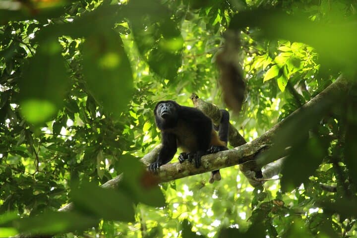 Peñas Blancas River Safari: Half-Day Wildlife Float from La Fortuna photo 2