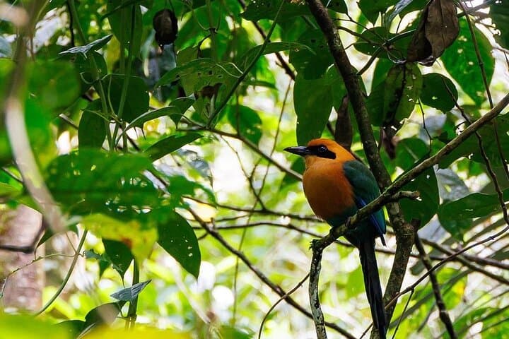 Arenal Volcano Guided Hike: Lava Trails & Rainforest Walk from La Fortuna photo 5