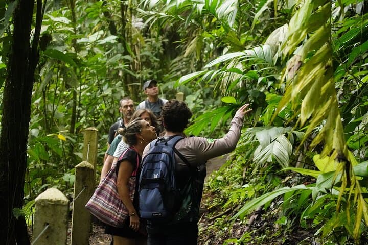Arenal Volcano Guided Hike: Lava Trails & Rainforest Walk from La Fortuna photo 3
