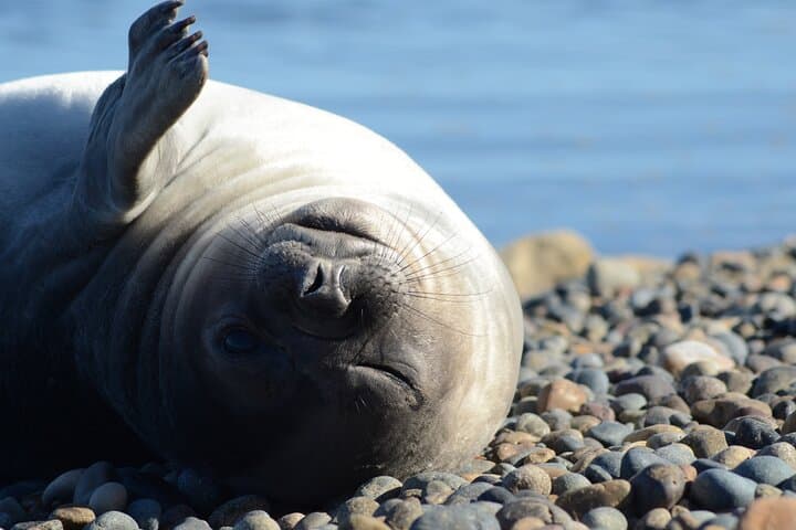 Península Valdés Shore Tour from Puerto Madryn: Wildlife Highlights & Planning Guide
