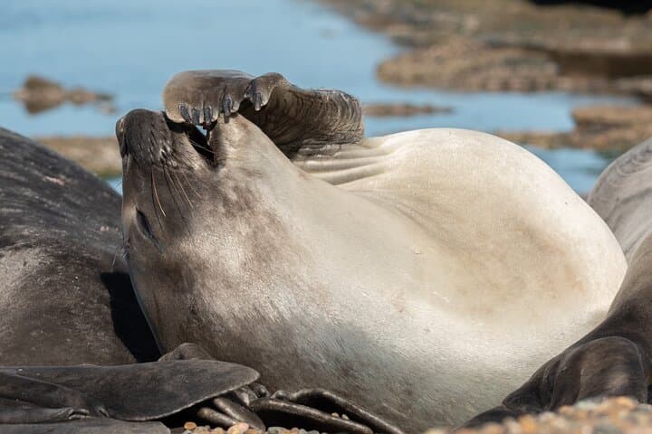 Península Valdés Shore Tour from Puerto Madryn: Wildlife Highlights & Planning Guide photo 3