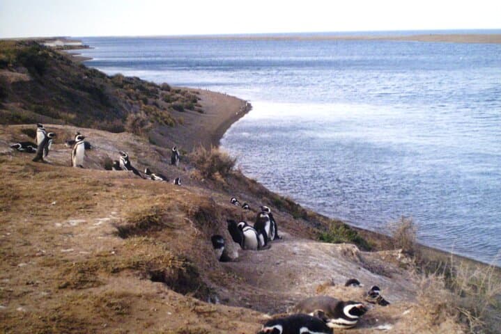 Península Valdés Shore Tour from Puerto Madryn: Wildlife Highlights & Planning Guide photo 5