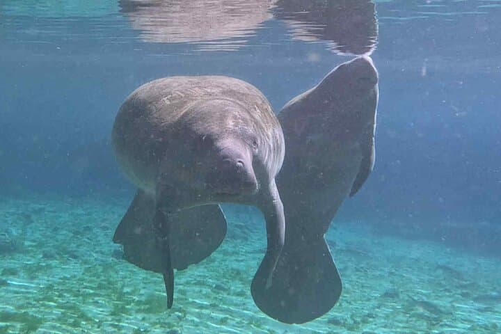 Three Sisters Kayak & Manatee Snorkel — Guided Crystal River Tour photo 2