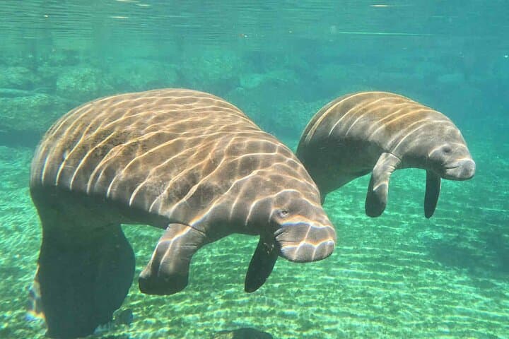 Three Sisters Kayak & Manatee Snorkel — Guided Crystal River Tour photo 3